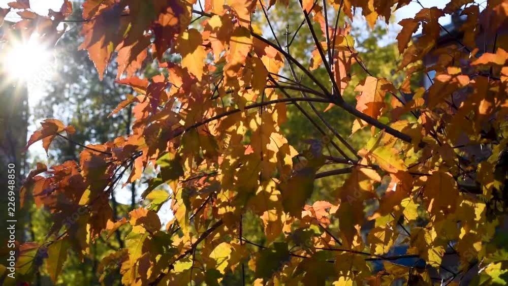 Autumn leaves red-yellow against the blue sky on a clear warm Sunny day, swaying in the wind Autumn leaves red-yellow against the blue sky on a clear warm Sunny day, swaying in the wind