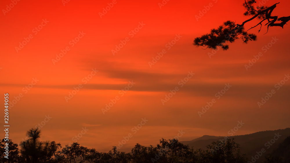 Silhouette of tree on red sky background.