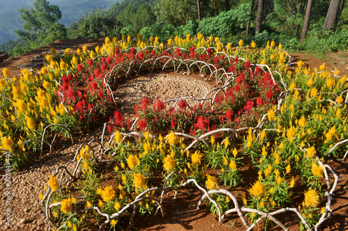 flowers in the garden
