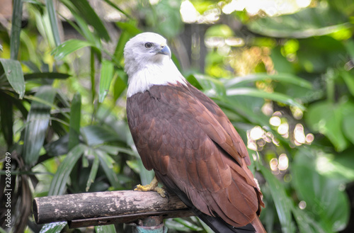 bird of prey