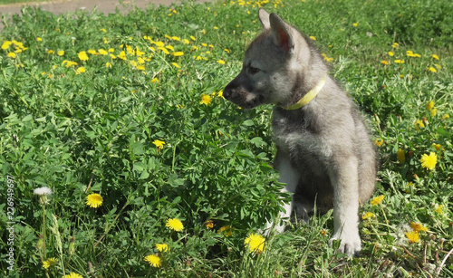 Beautiful amusing puppies of Saarloos wolfhound on green lawn in the park photo