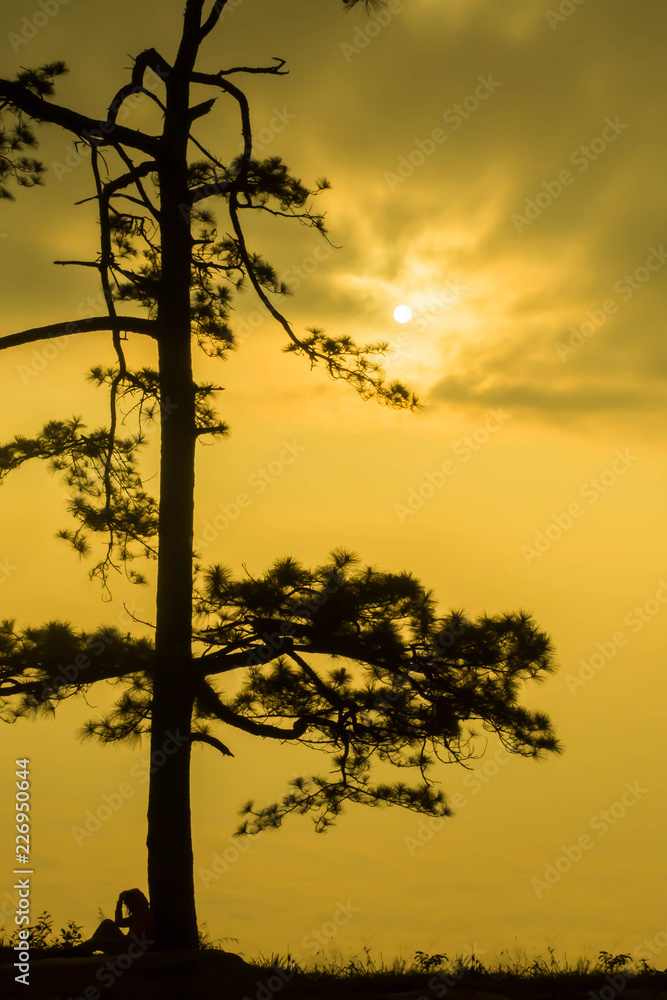 Silhouette of tree on yellow sky background. Silhouette of tree on yellow sky background.
