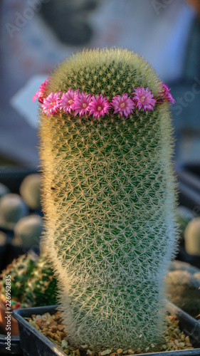 Mammillaria scrippsiana cactus flower.
