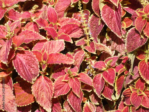 autumn leaves background