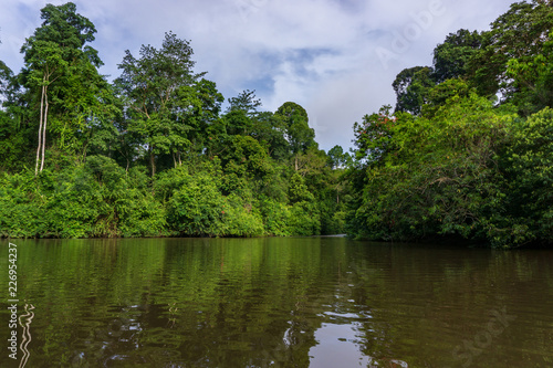 Amazing scenic view Tropical forest with jungle river on background green trees in the morning.