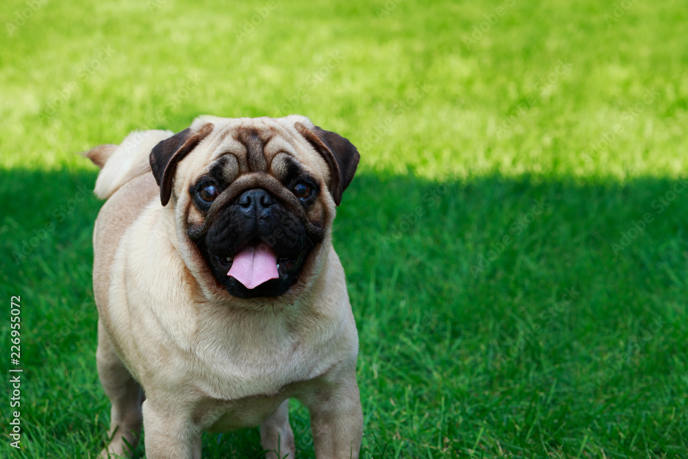 pug dog breed