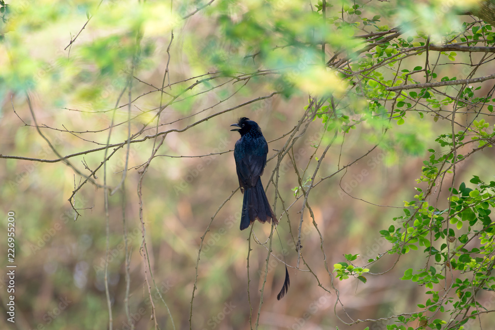 Greater Racket-tailed Drongo in THAILAND Greater Racket-tailed Drongo in THAILAND