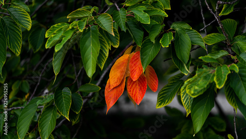 Rote Blätter zwischen grünen Blättern an einem Baum © blende11.photo