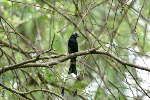 Greater Racket-tailed Drongo in THAILAND