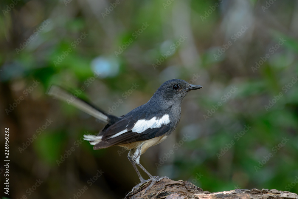 Oriental magpie-robin, they are common birds in urban gardens as well as forests. Oriental magpie-robin, they are common birds in urban gardens as well as forests.