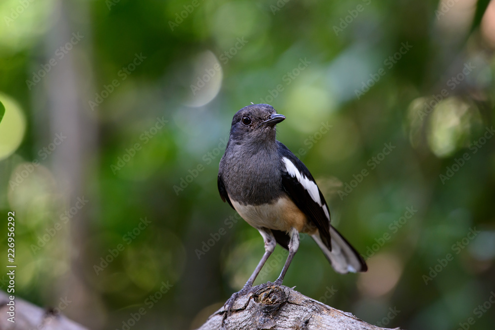 Oriental magpie-robin, they are common birds in urban gardens as well as forests. Oriental magpie-robin, they are common birds in urban gardens as well as forests.