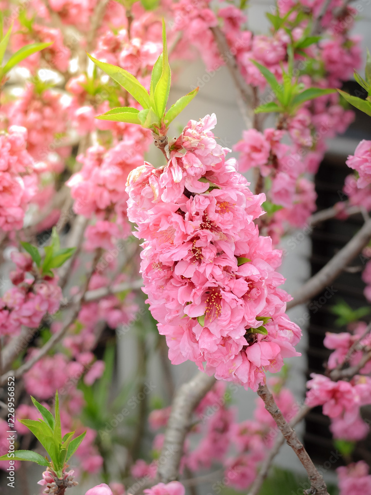 Beautiful Pink Sakura full blooming at the season, Osaka, Japan Beautiful Pink Sakura full blooming at the season, Osaka, Japan