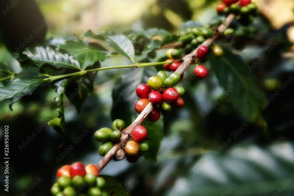 Coffee bean,Arabicas Coffee Tree Coffee bean,Arabicas Coffee Tree
