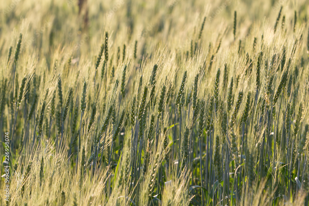 Obraz premium Beautiful landscape of Barley field at sunset time