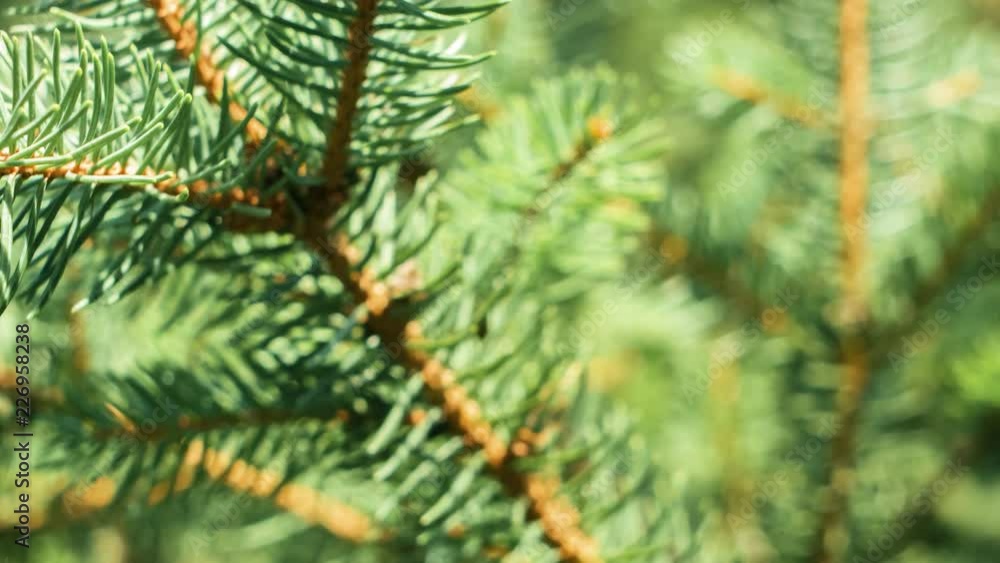 Christmas tree branch, tilt shot soft background 4k Christmas tree branch, tilt shot soft background 4k