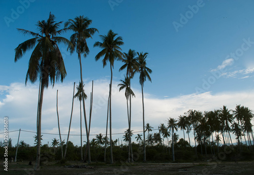 Coconut trees at the beach and blue sky