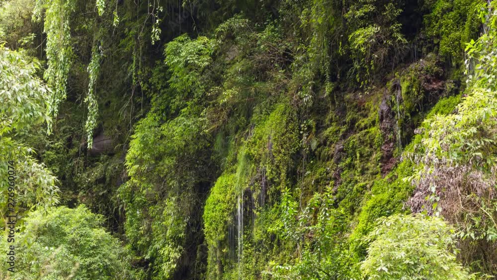 Water trickling down a mossy rock face in the Rio Pita Valley, a steep cloudforest gorge near Cotopaxi Volcano in the Ecuadorian Andes. Time-lapse. Water trickling down a mossy rock face in the Rio Pita Valley, a steep cloudforest gorge near Cotopaxi Volcano in the Ecuadorian Andes. Time-lapse.