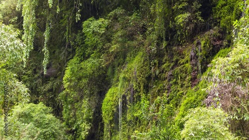 Water trickling down a mossy rock face in the Rio Pita Valley, a steep cloudforest gorge near Cotopaxi Volcano in the Ecuadorian Andes. Time-lapse.