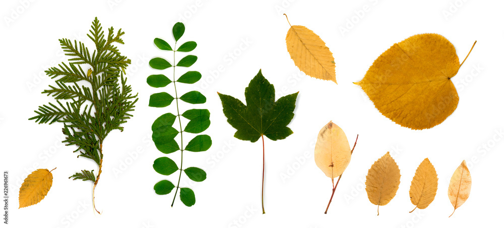 Fototapeta premium Set of Dry Leaves Isolated on White Background