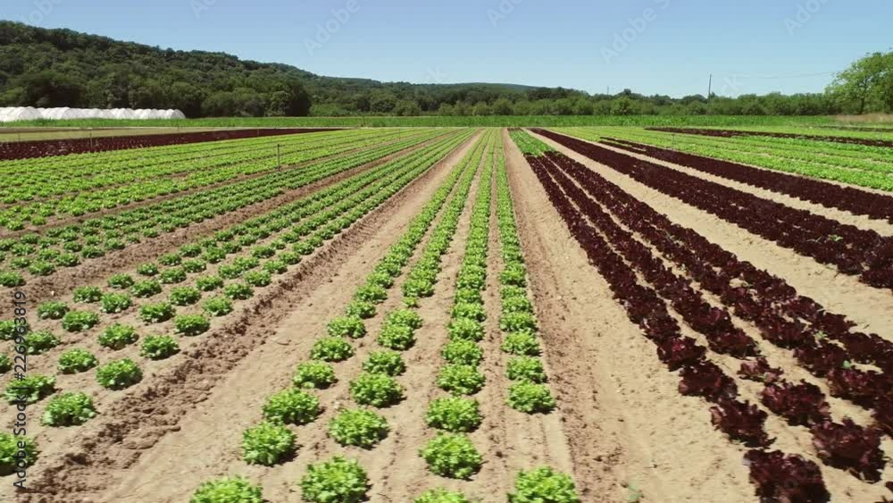 Tracking aerial shot of lettuce agriculture in Correze, France. Tracking aerial shot of lettuce agriculture in Correze, France.