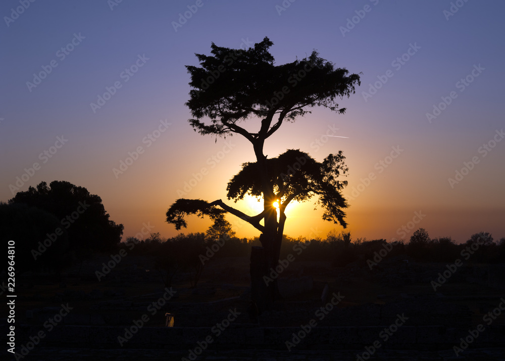 silhouette of tree at sunset.