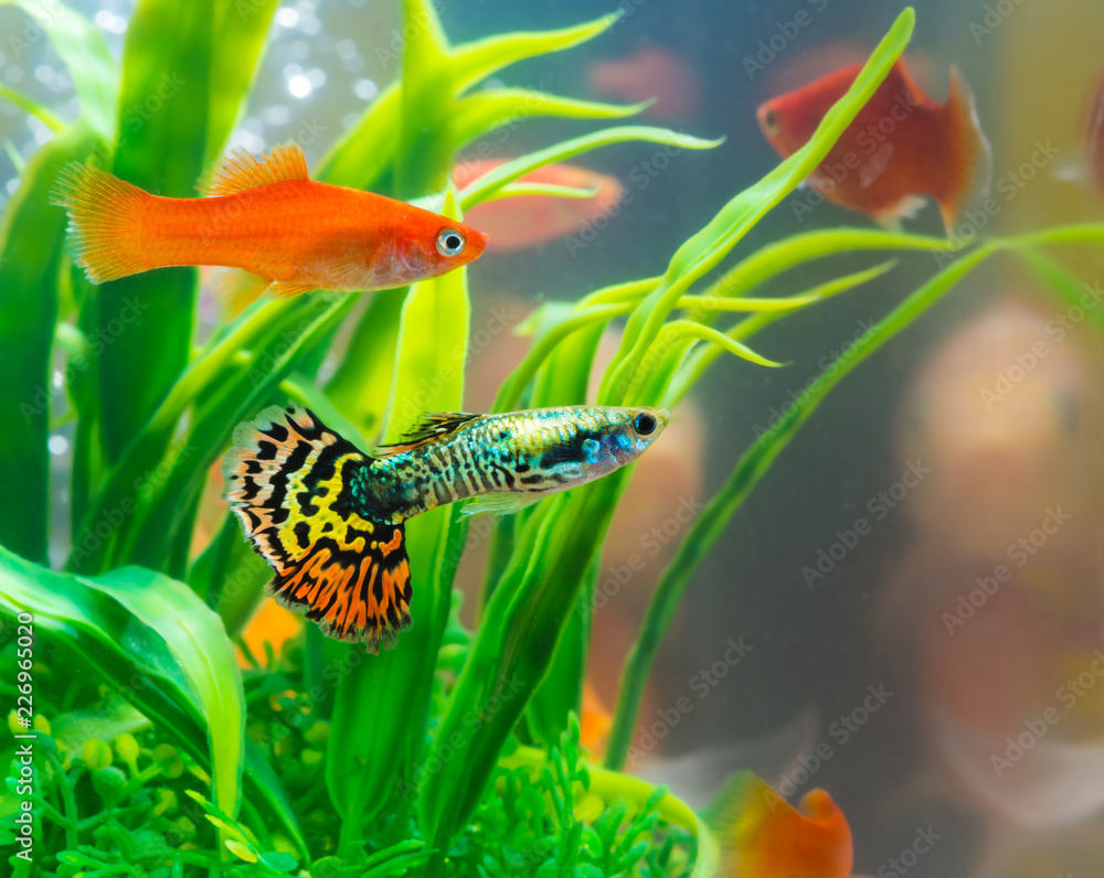 Little fish in fish tank or aquarium, gold fish, guppy and red fish, fancy  carp with green plant, underwater life. Stock Photo