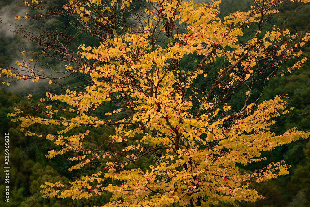 Single yellow picturesque autumn tree in mountains against backdrop of forest and fog. Single yellow picturesque autumn tree in mountains against backdrop of forest and fog.