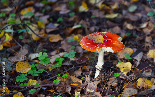 mushrooms in autumn forest 