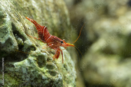 Dancing shrimp, Hinge-beak shrimp, Camel shrimp photo