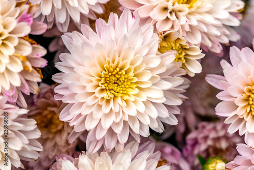 Closeup of natural pink chrysanthemum under the soft end of summer light © Maxal Tamor