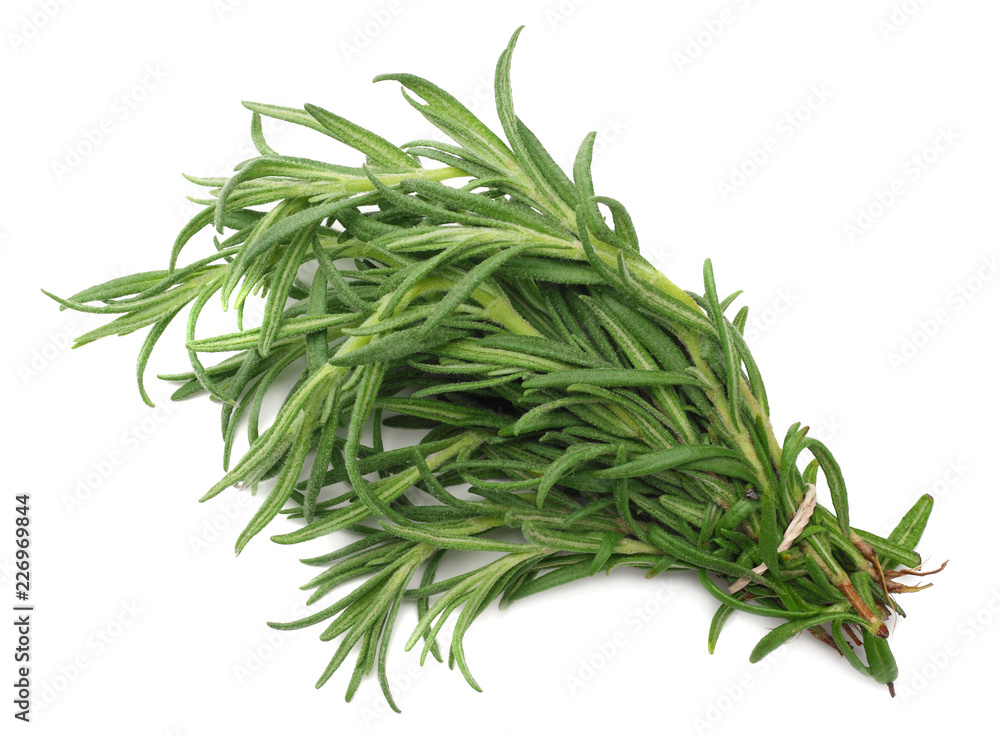 rosemary branch isolated on white background. rosemary branch isolated on white background.