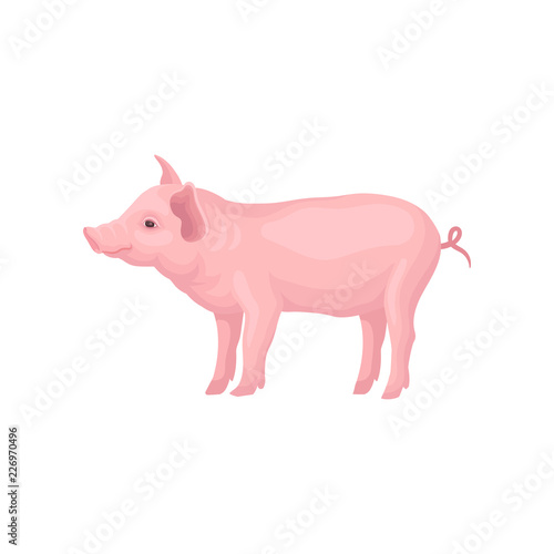 Vector icon of stranding pig isolated on white background. Farm animal with hooves, pink skin, swirling tail, big ears and flat snout
