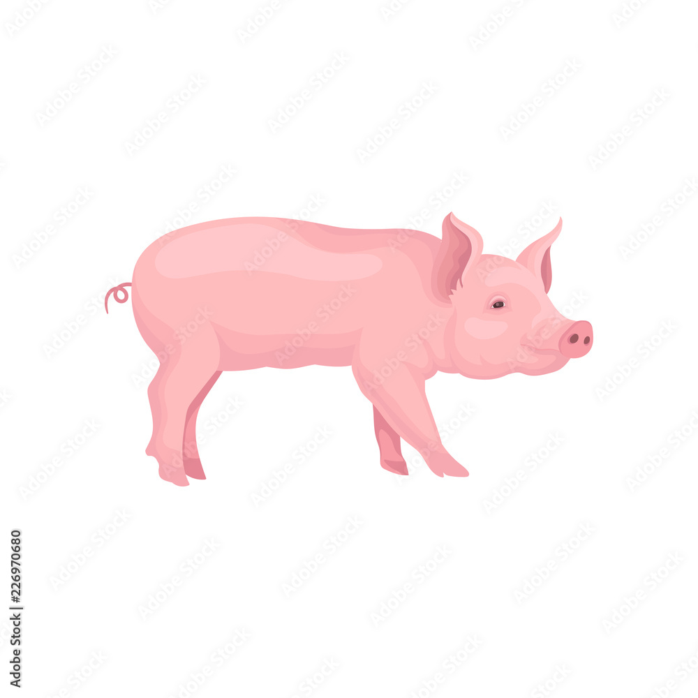Vector portrait of standing pig, side view. Domestic animal with pink skin, swirling tail, flat snout and hooves Vector portrait of standing pig, side view. Domestic animal with pink skin, swirling tail, flat snout and hooves