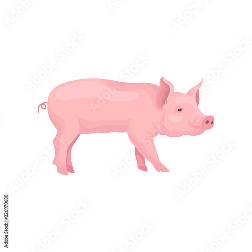 Vector portrait of standing pig, side view. Domestic animal with pink skin, swirling tail, flat snout and hooves