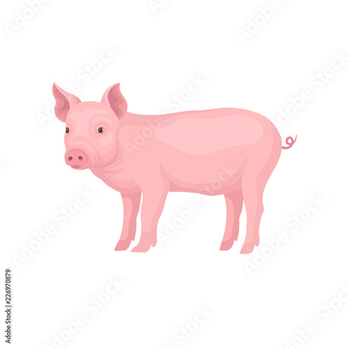 Young piglet standing isolated on white background. Domestic animal. Pink farm pig with swirling tail, flat snout and hooves
