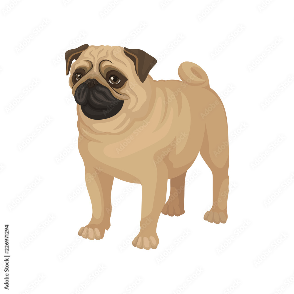 Flat vector portrait of standing pug puppy. Home pet. Small domestic dog with cute wrinkled face and curled tail