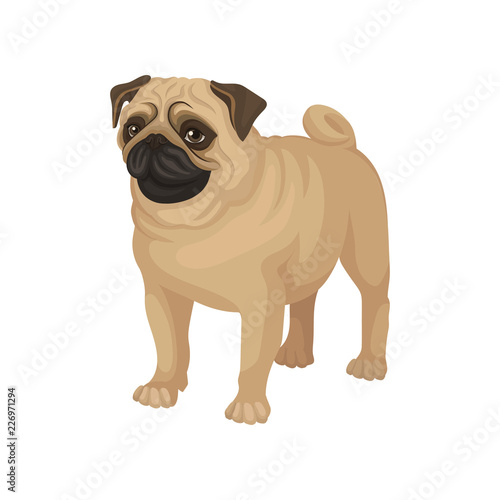 Flat vector portrait of standing pug puppy. Home pet. Small domestic dog with cute wrinkled face and curled tail © Happypictures