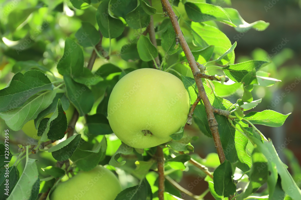 Ripe juicy apple on tree branch in garden, closeup