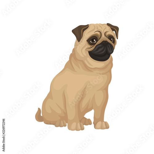 Pug with funny muzzle sitting isolated on white background. Dog with beige coat  brown ears and shiny eyes. Flat vector icon