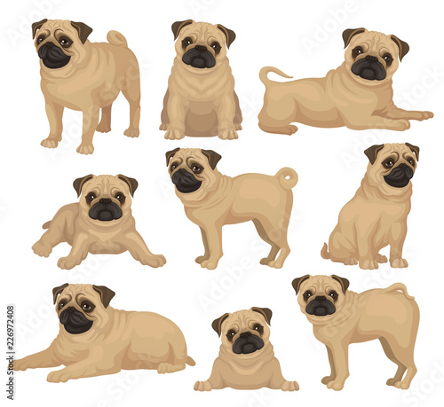 Flat vector set of pug puppy in different poses. Cute dog with short beige coat, wrinkled muzzle and curled tail. Home pet