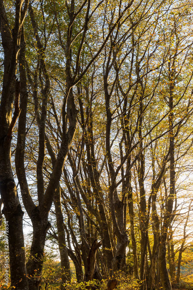 Beech trees in Canfaito forest (Marche, Italy) at sunset with warm colors and sun filtering through Beech trees in Canfaito forest (Marche, Italy) at sunset with warm colors and sun filtering through