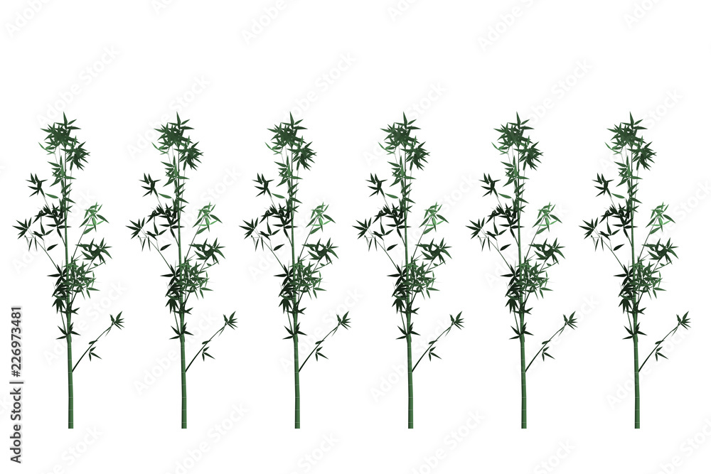 Obraz premium Bamboo on white floor