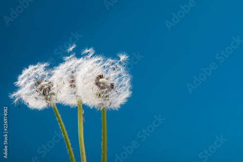 dandelion