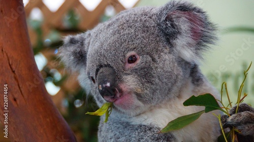 Canvas Print koala in a tree