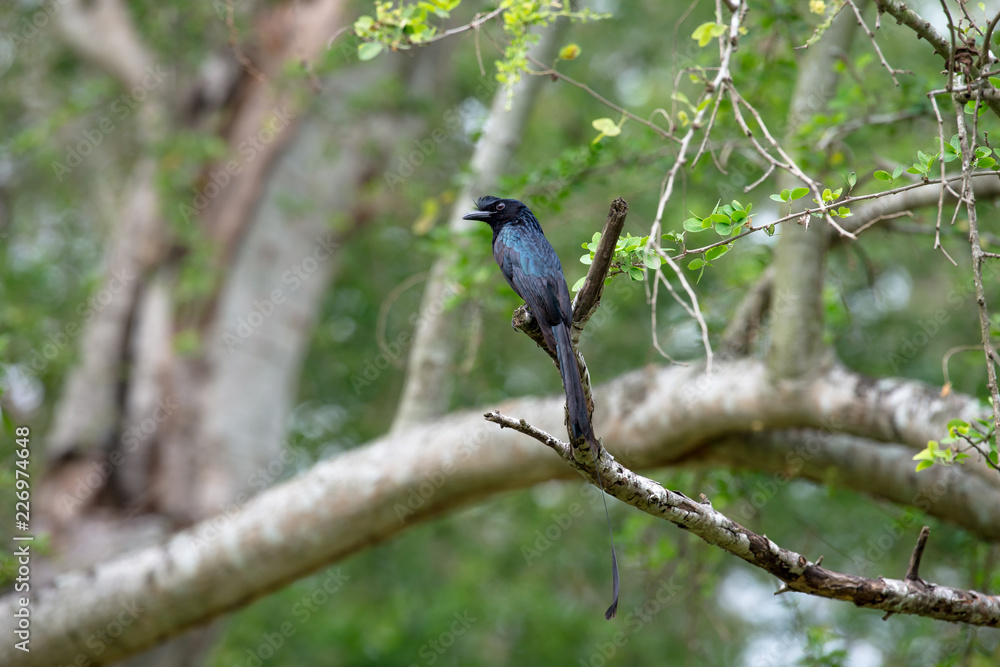 Greater Racket-tailed Drongo in THAILAND