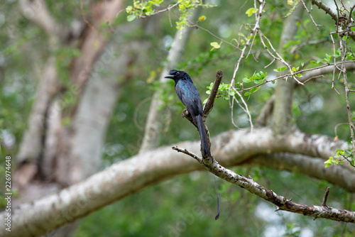 Greater Racket-tailed Drongo in THAILAND