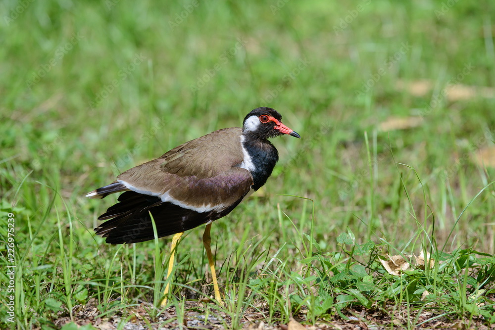 Red-wattled lapwing is an Asian lapwing or large plover, a wader in the family Charadriidae. They are ground birds that are incapable of perching. Red-wattled lapwing is an Asian lapwing or large plover, a wader in the family Charadriidae. They are ground birds that are incapable of perching.