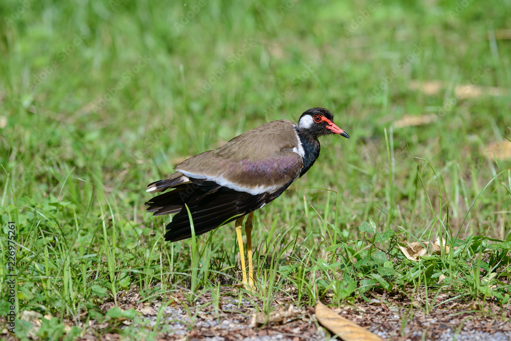 Red-wattled lapwing is an Asian lapwing or large plover, a wader in the family Charadriidae. They are ground birds that are incapable of perching. Red-wattled lapwing is an Asian lapwing or large plover, a wader in the family Charadriidae. They are ground birds that are incapable of perching.