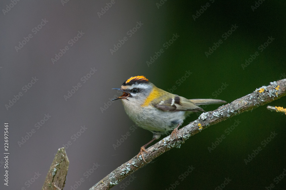 Fototapeta premium sommergoldhähnchen