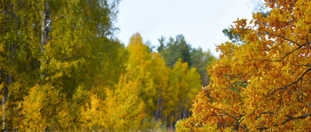 autumn yellow oak leaves

